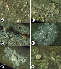 Attēlu rezultāti vaicājumam “Fellhanera subtilis”