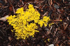 Image result for Fuligo septica