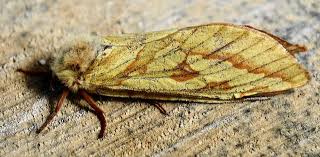 Attēlu rezultāti vaicājumam “Hepialus humuli male”