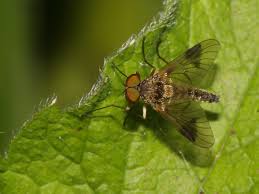 Attēlu rezultāti vaicājumam “Rhagionidae”