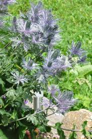 Image result for Alpendistel