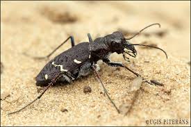 Attēlu rezultāti vaicājumam “Cicindela sylvatica”