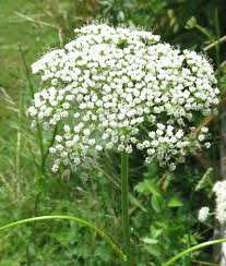Attēlu rezultāti vaicājumam “Selinum carvifolia fruit”