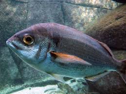 Image result for Pagellus bogaraveo