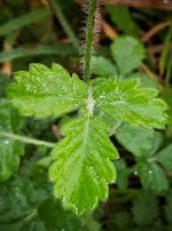 Attēlu rezultāti vaicājumam “Agrimonia eupatoria leaf”