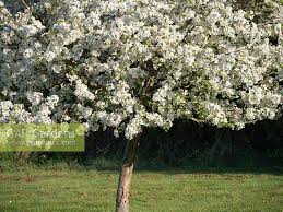 Attēlu rezultāti vaicājumam “Malus x zumi”