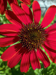 Image result for roter Sonnenhut