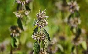 Attēlu rezultāti vaicājumam “Leonurus quinquelobatus leaf”