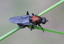 Attēlu rezultāti vaicājumam “Clitellaria ephippium”