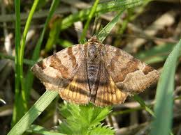 Attēlu rezultāti vaicājumam “Euclidia glyphica”