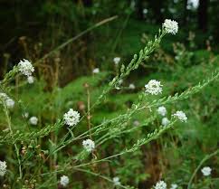Attēlu rezultāti vaicājumam “Berteroa incana fruit”