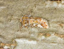 Attēlu rezultāti vaicājumam “Panolis flammea”