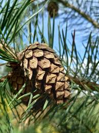 Attēlu rezultāti vaicājumam “Pinus sylvestris”