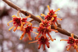 Attēlu rezultāti vaicājumam “Hamamelis”