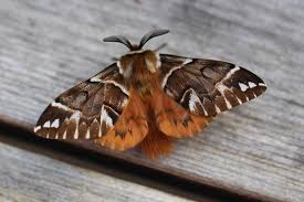 Attēlu rezultāti vaicājumam “Endromis versicolora”