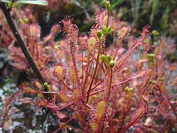 Attēlu rezultāti vaicājumam “Drosera intermedia”