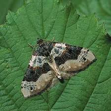 Attēlu rezultāti vaicājumam “Cosmorhoe ocellata”