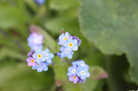Attēlu rezultāti vaicājumam “Myosotis stricta”