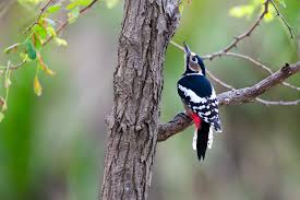Attēlu rezultāti vaicājumam “Dendrocopos major”
