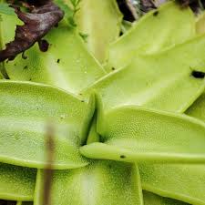 Attēlu rezultāti vaicājumam “Pinguicula vulgaris leaf”