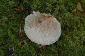 Attēlu rezultāti vaicājumam “Crepidotus applanatus”