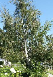 Attēlu rezultāti vaicājumam “Betula”