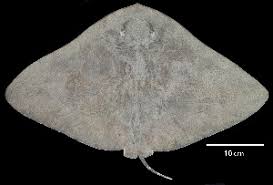 Image result for Gymnura micrura