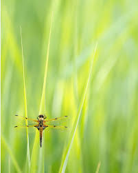 Attēlu rezultāti vaicājumam “Libellula quadrimaculata”