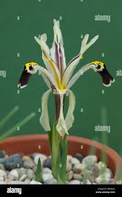 Attēlu rezultāti vaicājumam “Iris rosenbachiana flower”