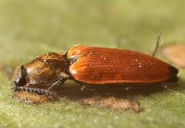 Attēlu rezultāti vaicājumam “Anostirus castaneus”