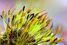 Attēlu rezultāti vaicājumam “Paraleucobryum longifolium”