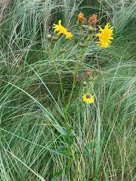 Attēlu rezultāti vaicājumam “Sonchus arvensis subsp. uliginosus flower”