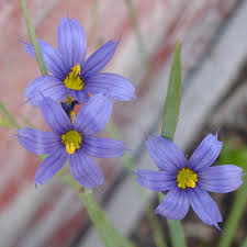 Attēlu rezultāti vaicājumam “Sisyrinchium montanum”