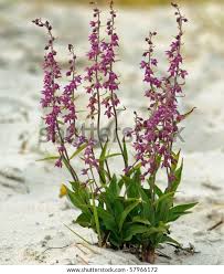 Attēlu rezultāti vaicājumam “Epipactis atrorubens fruit”