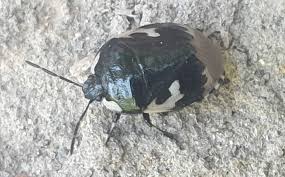 Attēlu rezultāti vaicājumam “Tritomegas bicolor”