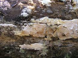 Attēlu rezultāti vaicājumam “Skeletocutis”