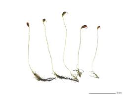 Attēlu rezultāti vaicājumam “Dicranella cerviculata”