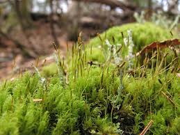 Attēlu rezultāti vaicājumam “Dicranum montanum var. truncicolum”