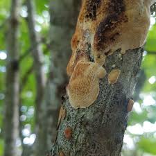 Attēlu rezultāti vaicājumam “Dichomitus campestris”