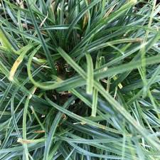 Attēlu rezultāti vaicājumam “Carex caryophyllea leaf”