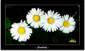 Attēlu rezultāti vaicājumam “Inula britannica flower”