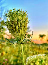Attēlu rezultāti vaicājumam “Daucus sativus flower”