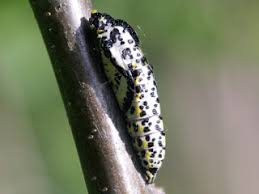 Attēlu rezultāti vaicājumam “Aporia crataegi pupa”