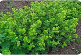 Image result for Alchemilla vulgaris