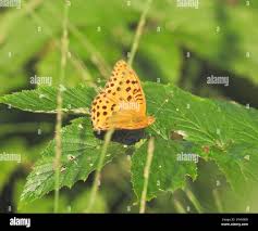 Attēlu rezultāti vaicājumam “Argynnis laodice female”