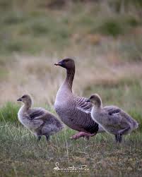 Attēlu rezultāti vaicājumam “Anser brachyrhynchus”