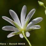 Attēlu rezultāti vaicājumam “Stellaria palustris”