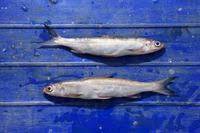 Image result for Coregonus albula