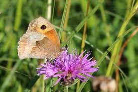Attēlu rezultāti vaicājumam “Maniola jurtina male”