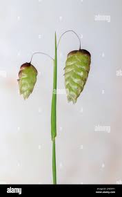 Attēlu rezultāti vaicājumam “Briza media bud”